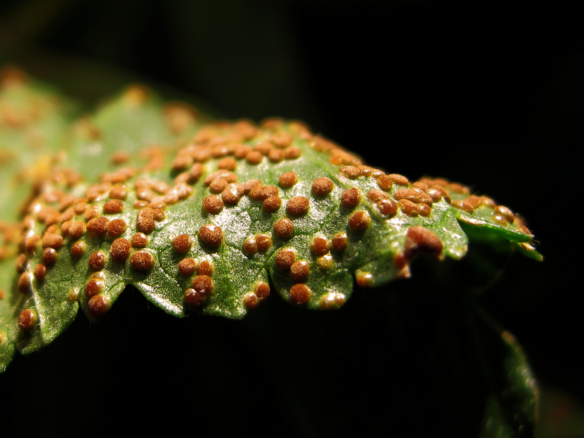 Представитель Семейства Pucciniaceae
